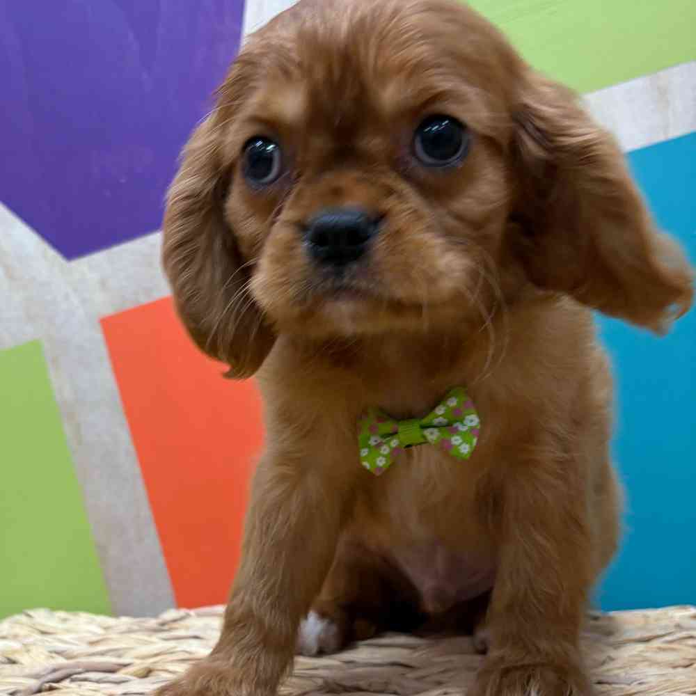 Male Cavalier King Charles Spaniel puppy named Reuben for sale at Petland Wichita West.