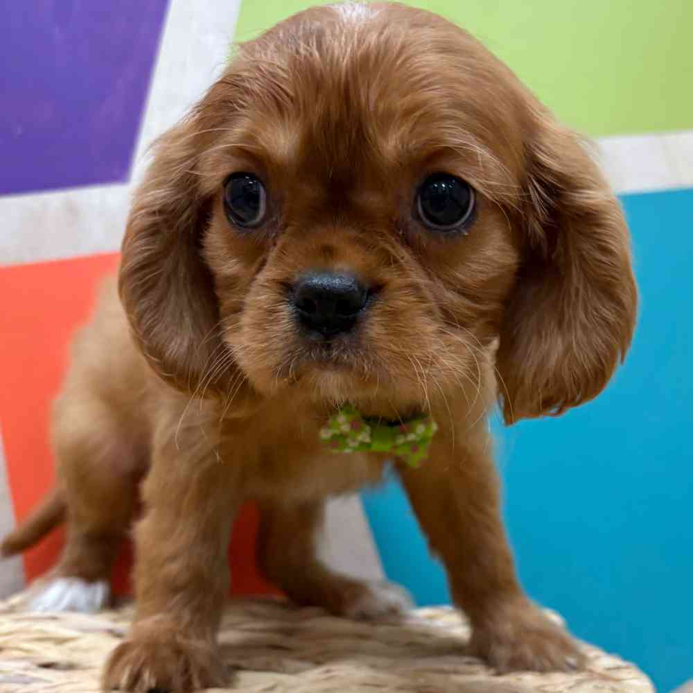 Male Cavalier King Charles Spaniel puppy named Reuben for sale at Petland Wichita West.