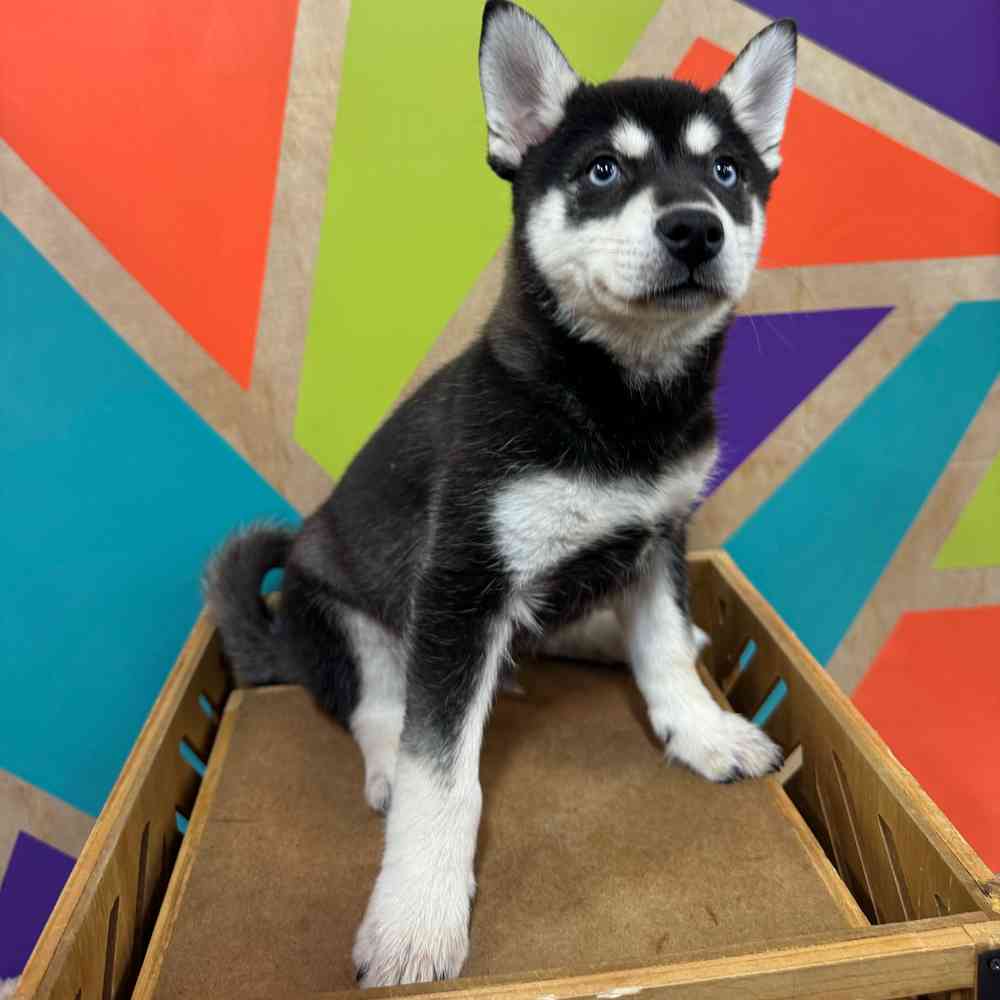 Male Alaskan Klee Kai puppy named Rambo for sale at Petland Joplin.