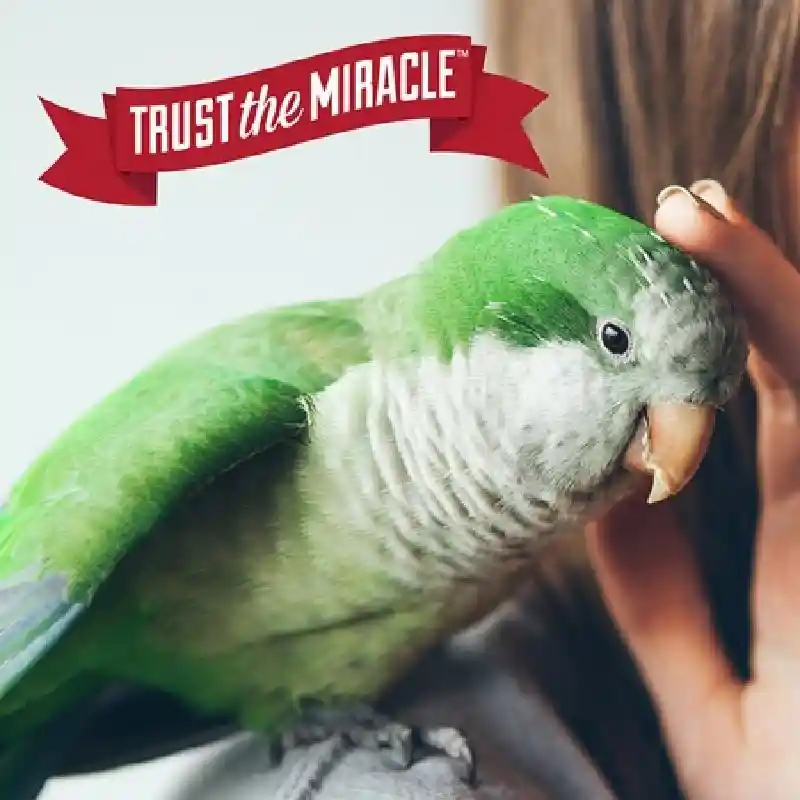 N Mir Bird Cage Spry Rtu 24z