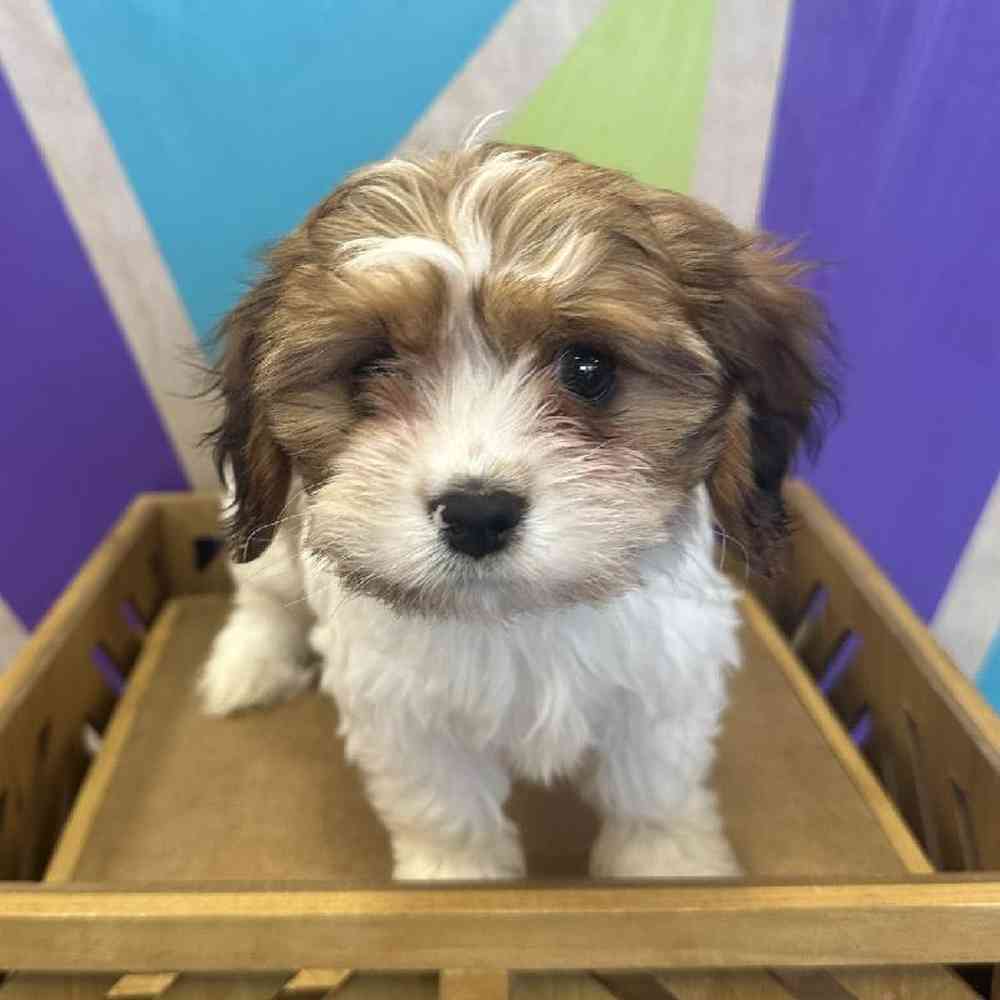 Female Havalier puppy named Hattie for sale at Petland Rogers.