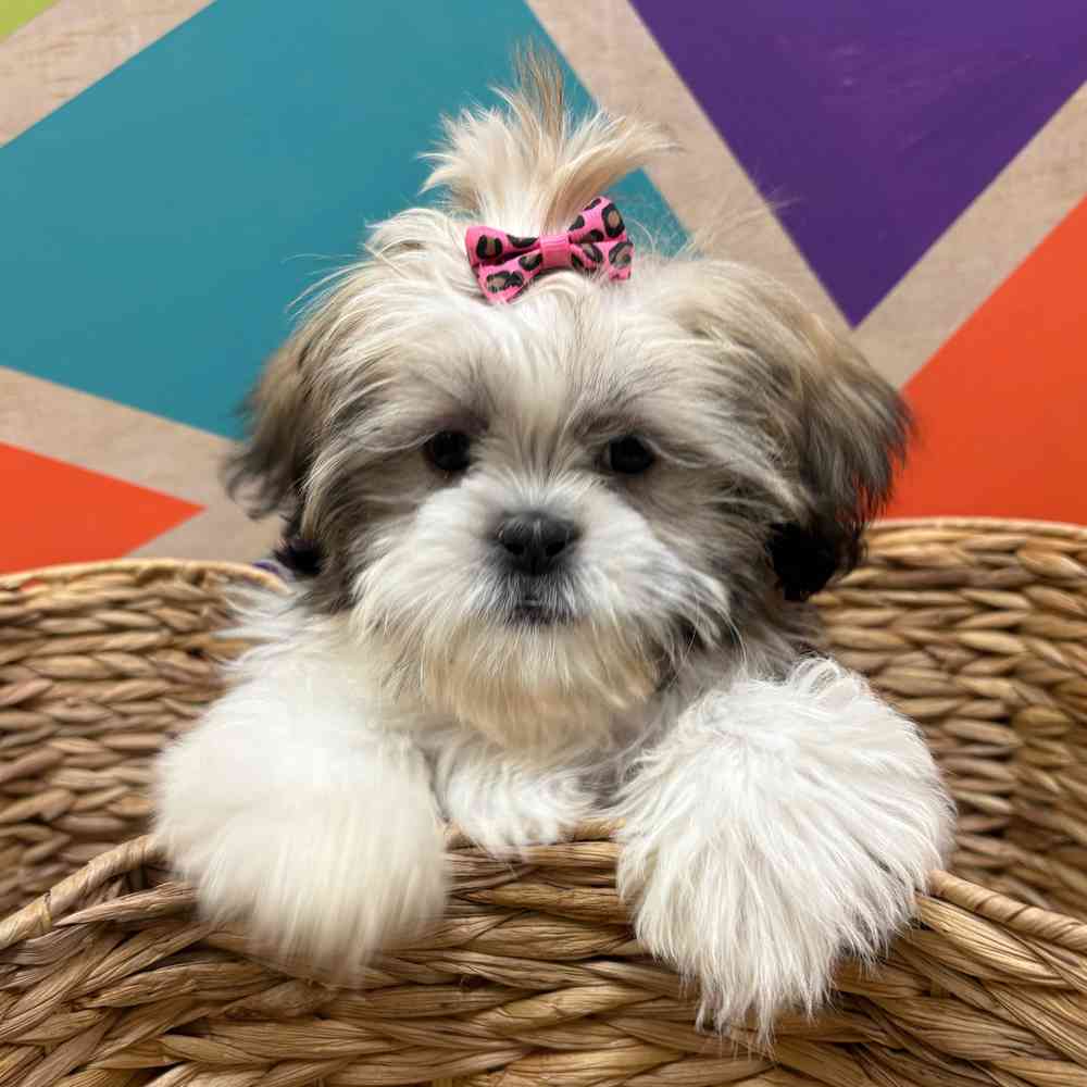 Female Shih Tzu puppy named Ginger for sale at Petland Wichita West.