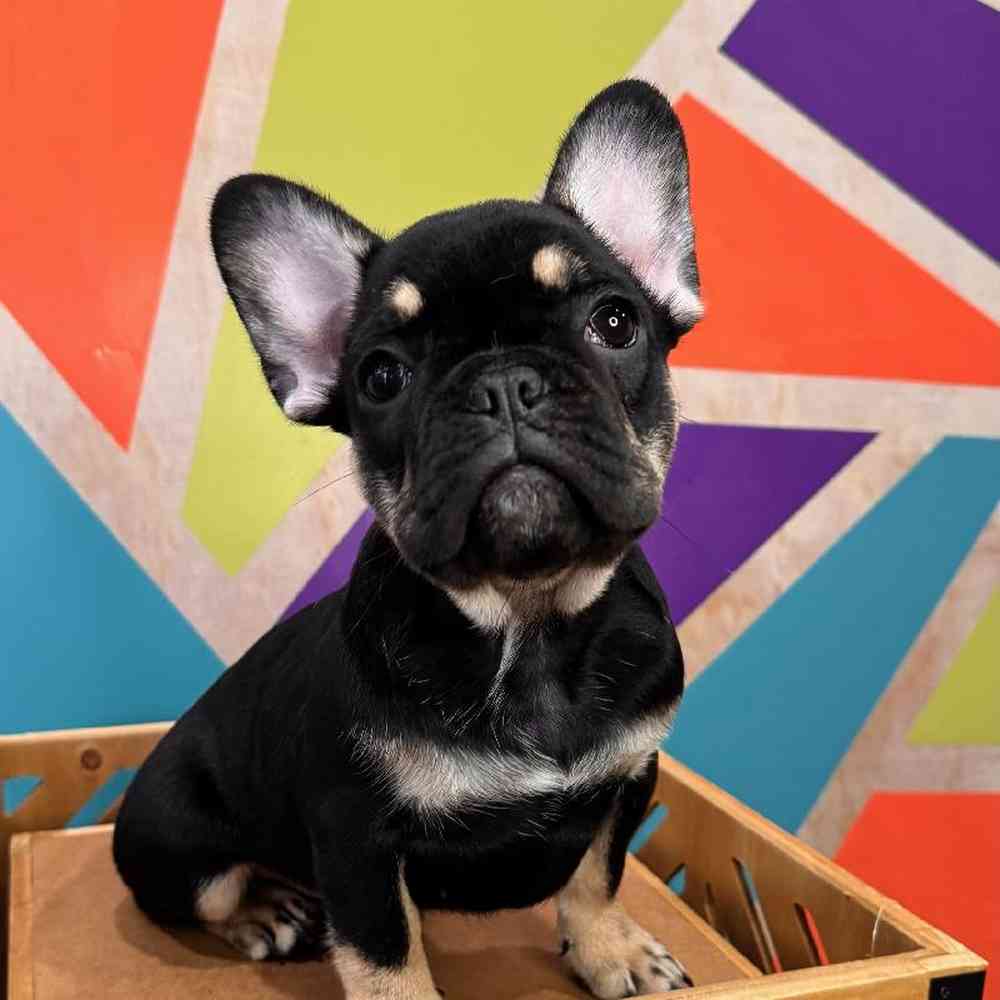 Female French Bulldog puppy named Joy for sale at Petland Rogers.