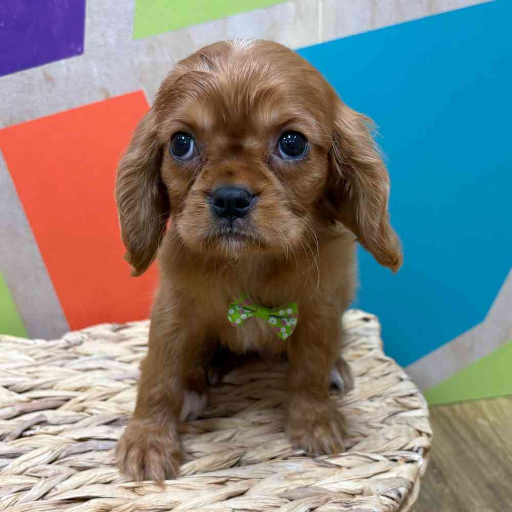 Male Cavalier King Charles Spaniel puppy named Reuben for sale at Petland Wichita West.