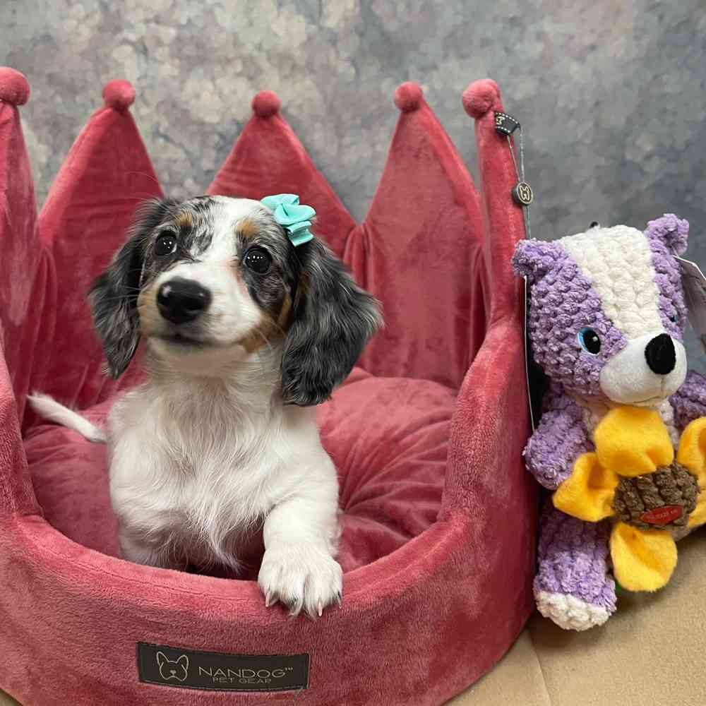 Female Dachshund puppy named Angie for sale at Petland Wichita West.