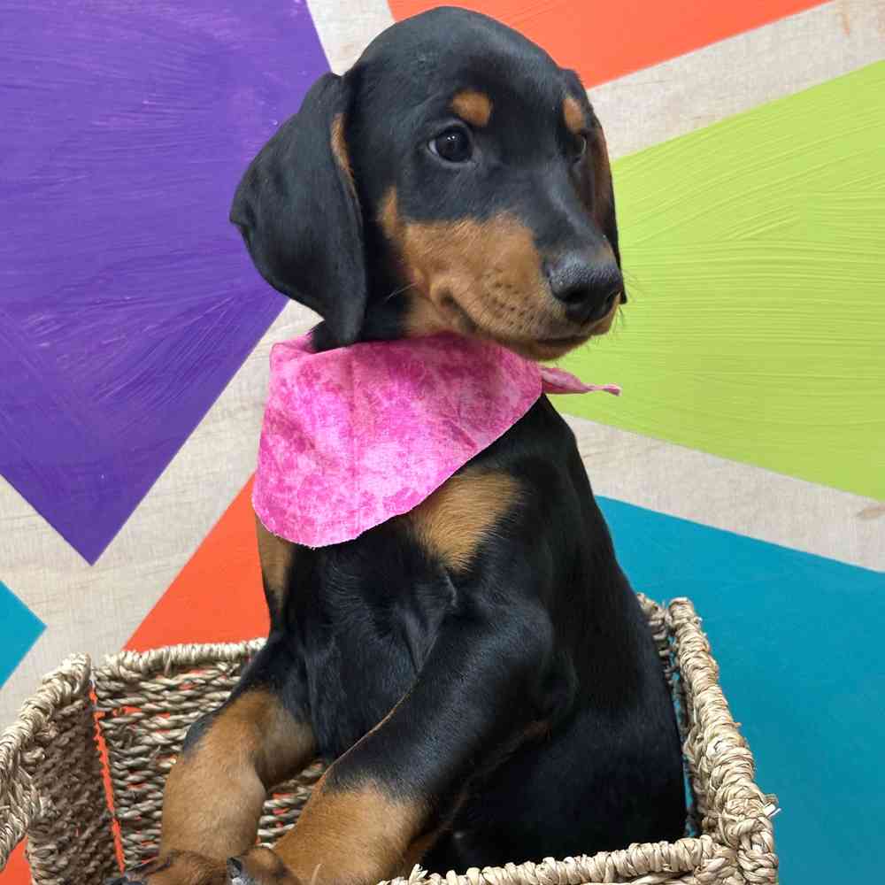 Female Doberman Pinscher puppy named Pearl for sale at Petland Wichita West.
