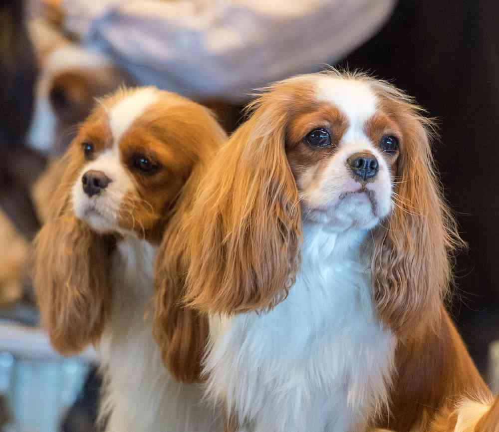 Cavalier King Charles Spaniel Puppies for Sale image