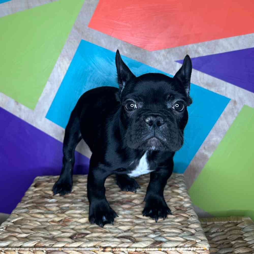 Male French Bulldog puppy named Jolly for sale at Petland Rogers.