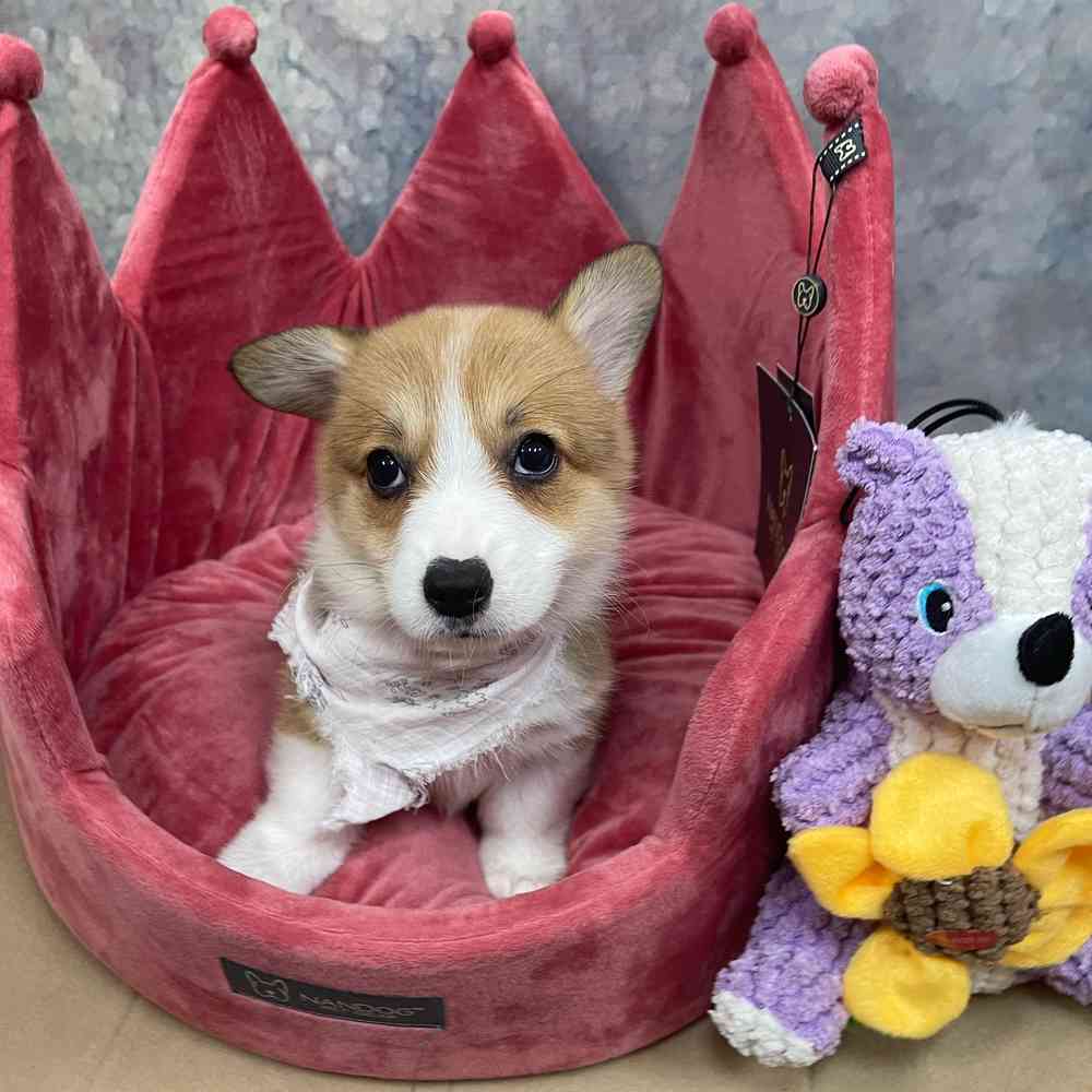 Female Pembroke Welsh Corgi puppy named Mildred for sale at Petland Wichita West.