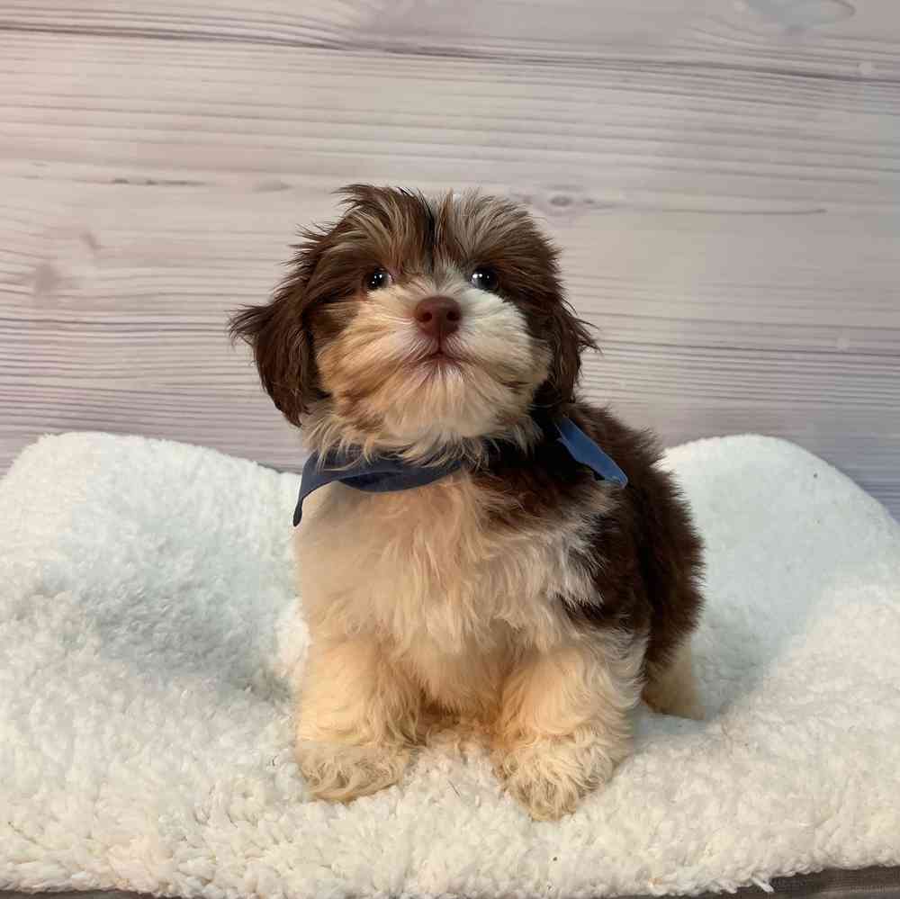 Male Havanese puppy named Baloo for sale at Petland Wichita West.
