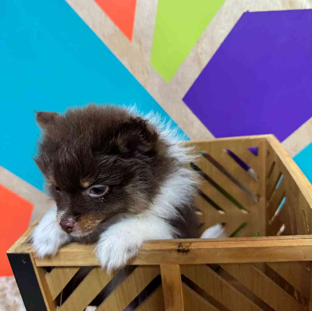 Male Pomeranian puppy named Pete for sale at Petland Rogers.