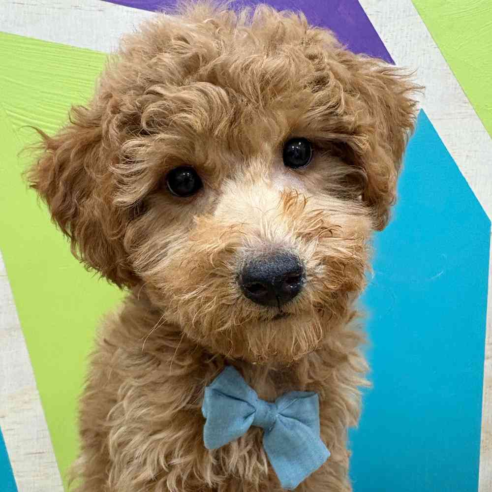 Male Bichonpoo puppy named Rusty for sale at Petland Wichita West.