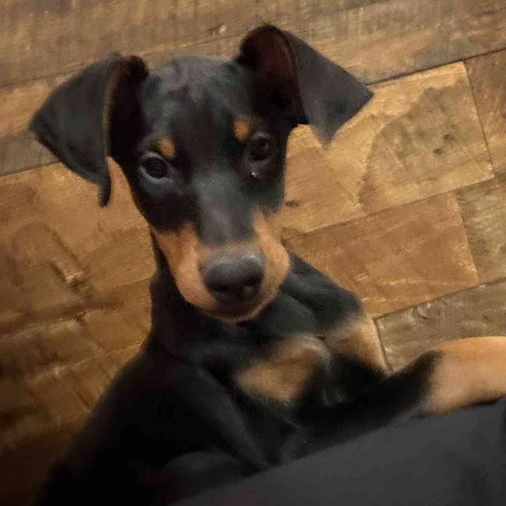 Female Doberman Pinscher puppy named Elsa for sale at Petland Rogers.