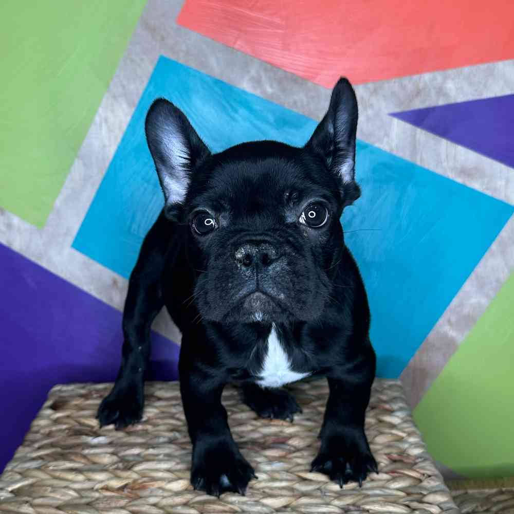 Male French Bulldog puppy named Jolly for sale at Petland Rogers.