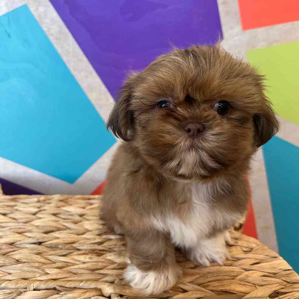 Male Shih Tzu puppy named Zeus for sale at Petland Wichita West.
