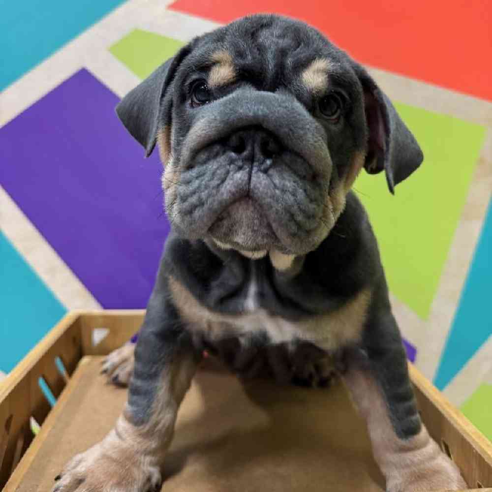 Male English Bulldog puppy named Bruce for sale at Petland Rogers.