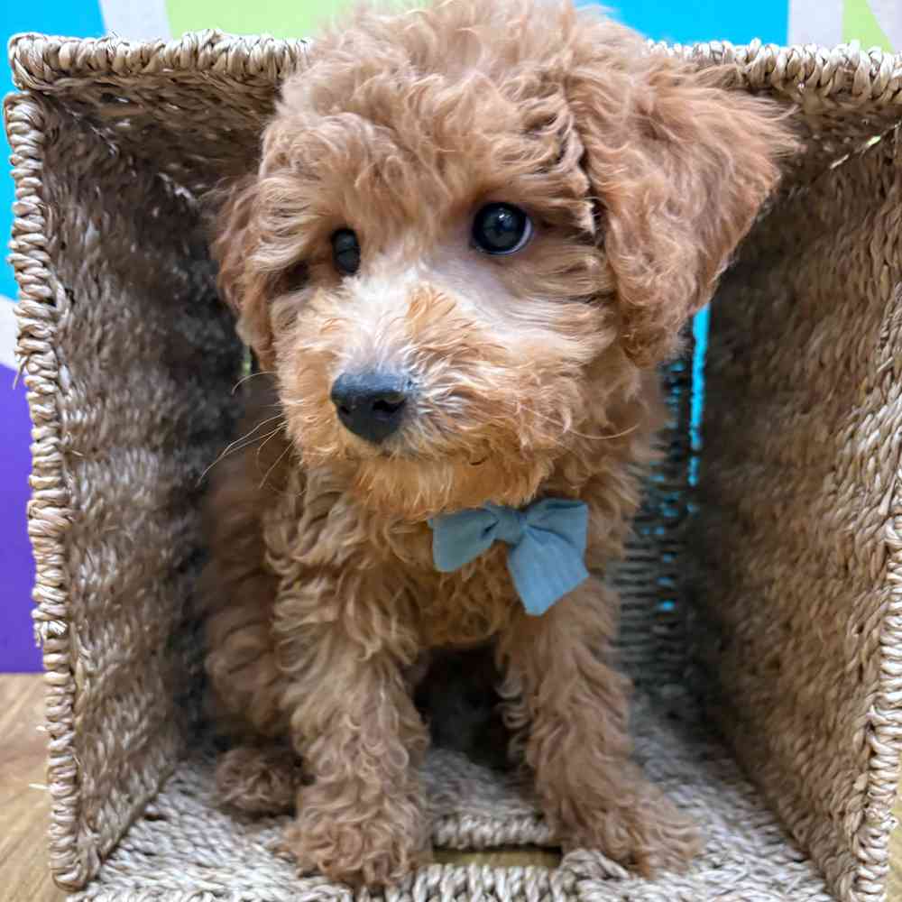 Male Bichonpoo puppy named Rusty for sale at Petland Wichita West.