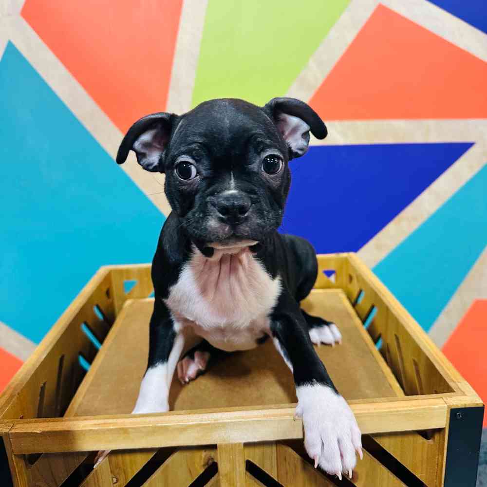 Male Boston Terrier puppy named Clyde for sale at Petland Joplin.
