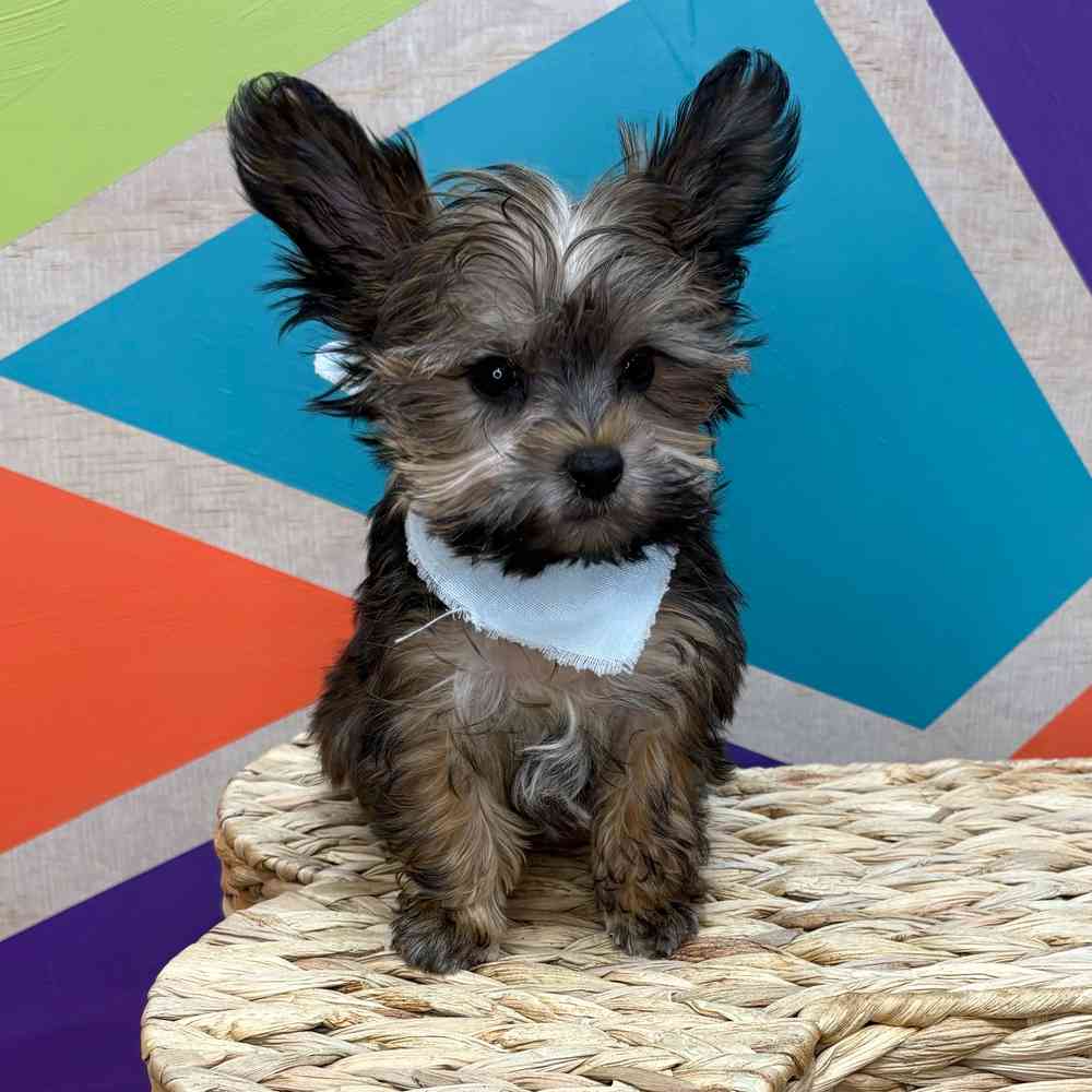 Male Yorkie puppy named Freddie for sale at Petland Wichita West.