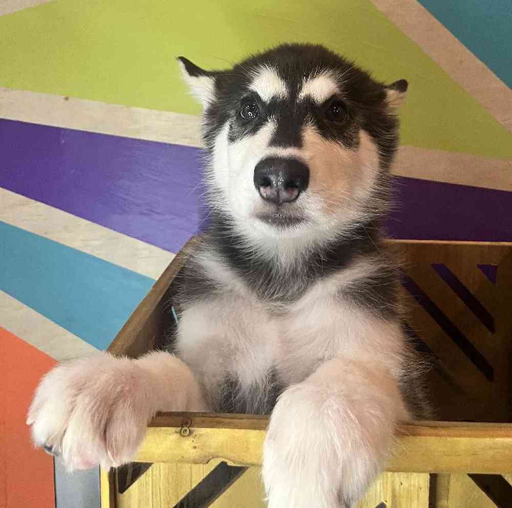Male Alaskan Malamute puppy named Juno for sale at Petland Fayetteville.