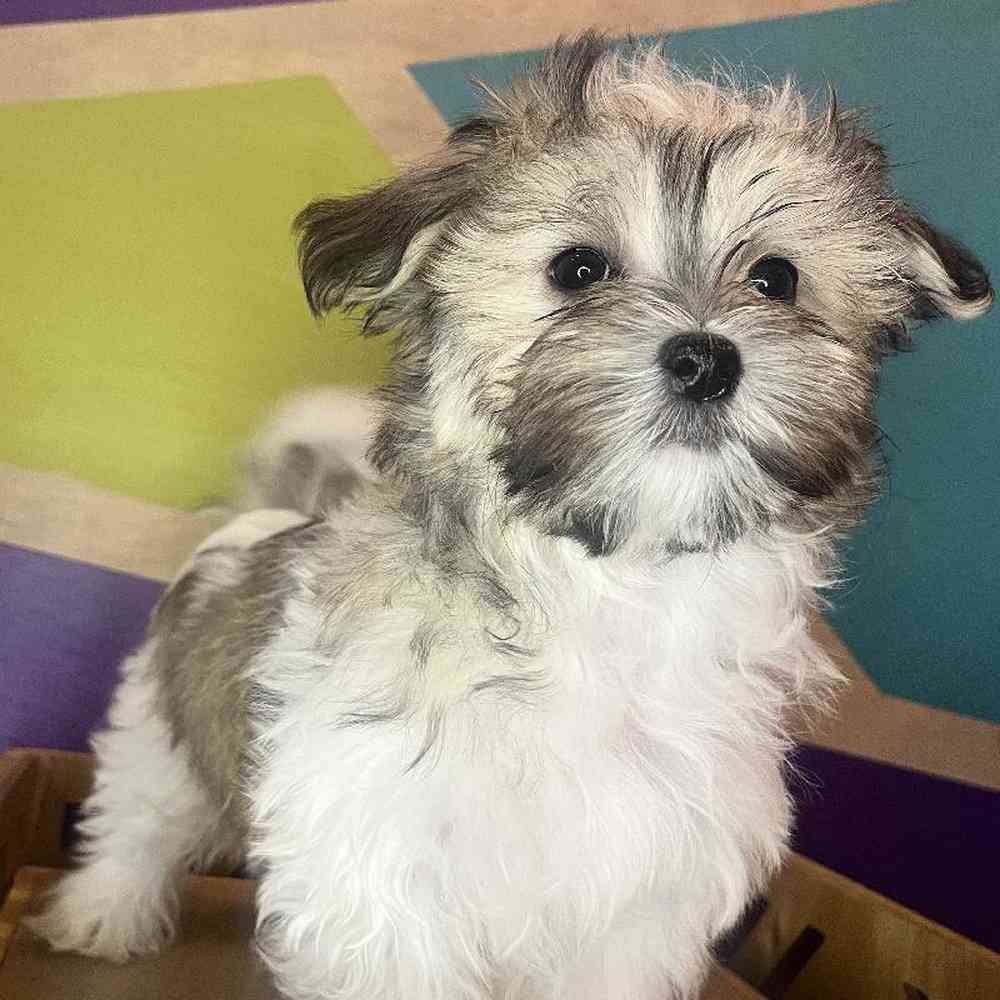 Male Cotonmese puppy named Cole for sale at Petland Fayetteville.