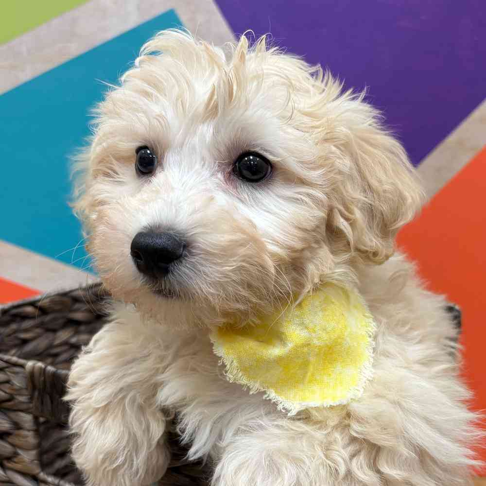 Male Bichonpoo puppy named Snowflake for sale at Petland Wichita West.