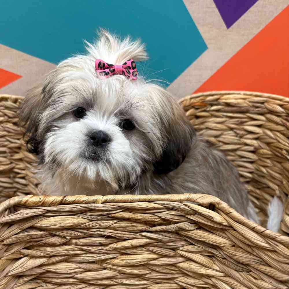 Female Shih Tzu puppy named Ginger for sale at Petland Wichita West.