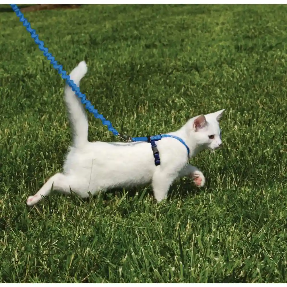 Harness & Bungee Leash Small Royal Blue Small