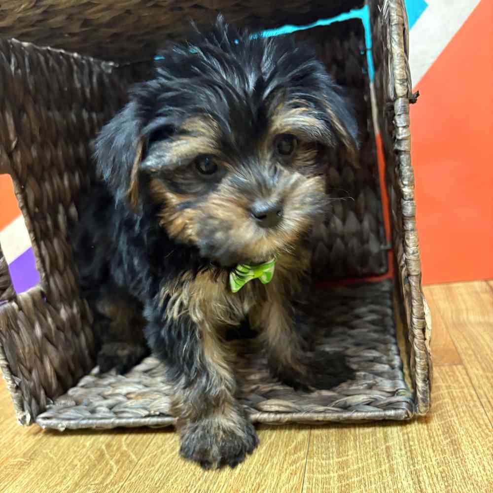 Male Yorkie puppy named Manny for sale at Petland Wichita West.