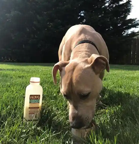 Raw Frozen Goat Milk 1 Pt