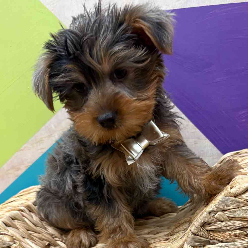 Male Yorkie puppy named Murphy for sale at Petland Wichita West.