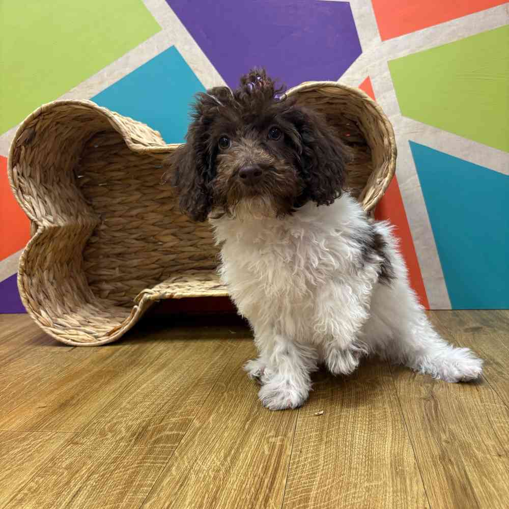 Female Mini Labradoodle puppy named Betty Anne for sale at Petland Wichita West.