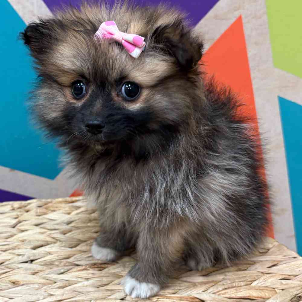 Female Pomeranian puppy named Winter for sale at Petland Wichita West.