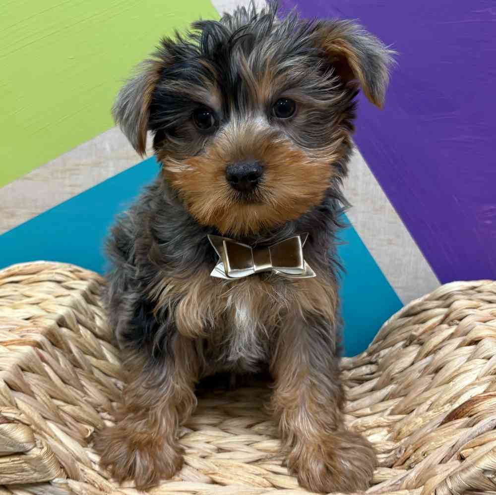 Male Yorkie puppy named Murphy for sale at Petland Wichita West.