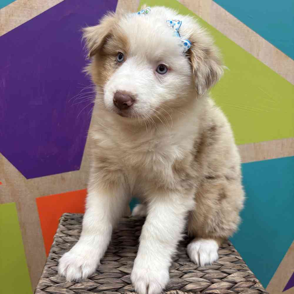 Female Mini Aussie puppy named Shiya for sale at Petland Wichita West.