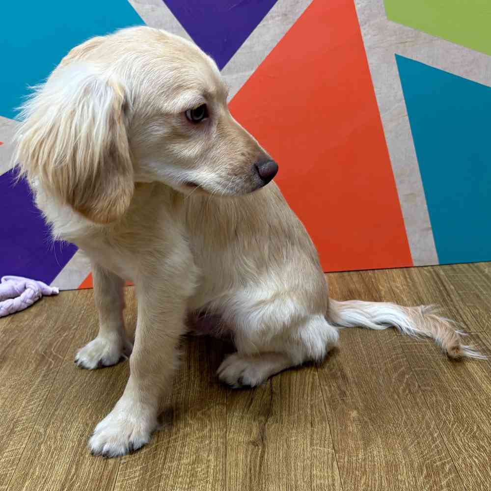 Male F1B Cockapoo puppy named Tommy for sale at Petland Wichita West.