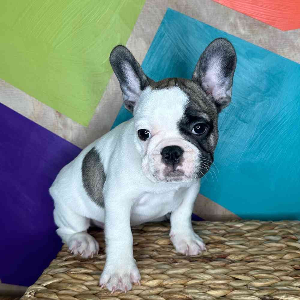 Male French Bulldog puppy named Francis for sale at Petland Rogers.