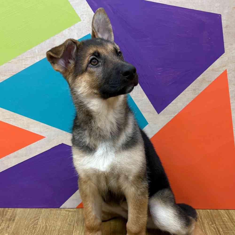 Female German Shepherd puppy named Kayda for sale at Petland Wichita West.