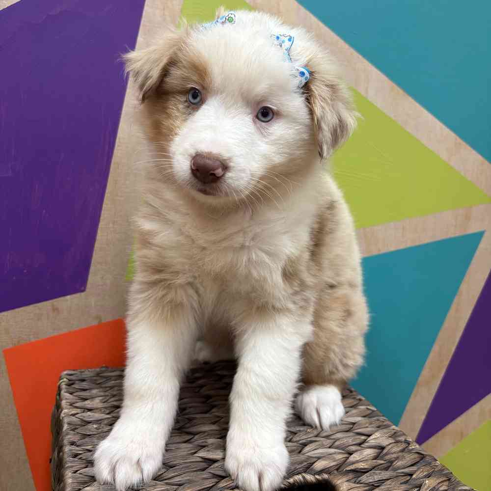 Female Mini Aussie puppy named Shiya for sale at Petland Wichita West.