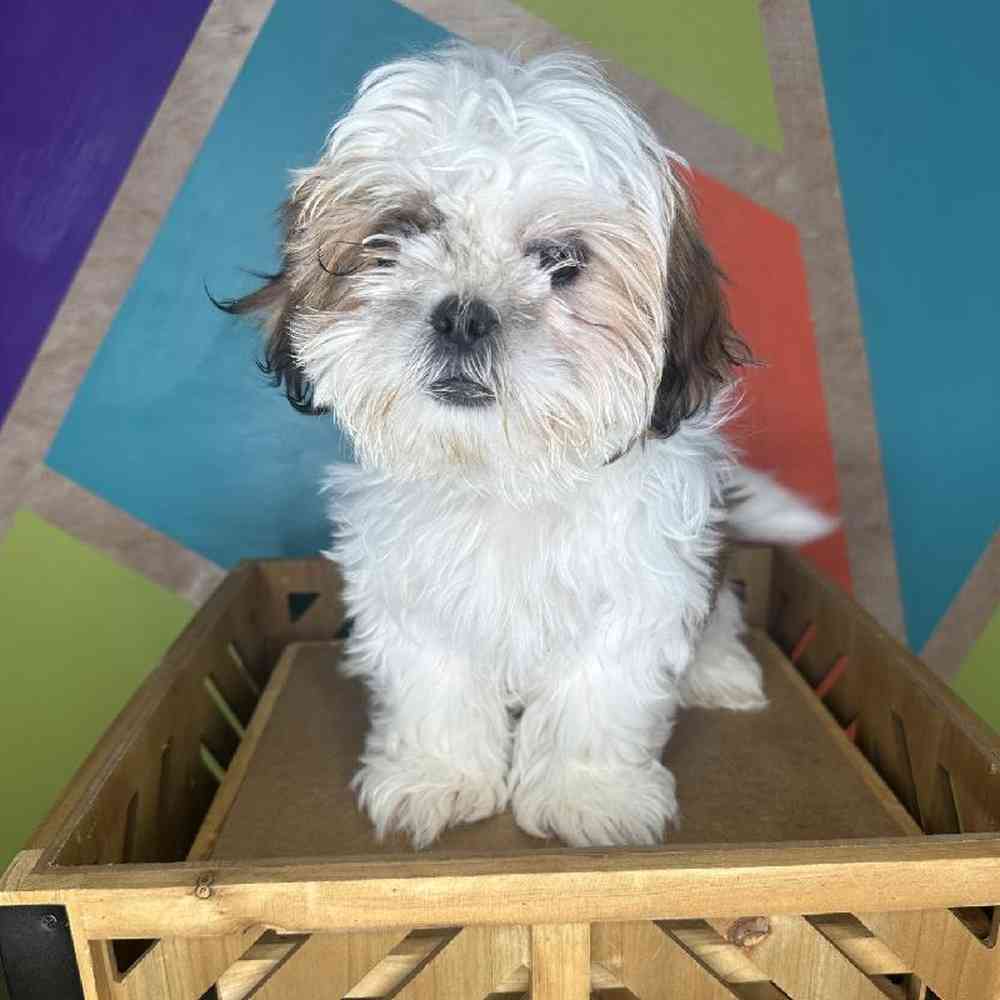 Male Shih Tzu puppy named Ozzy for sale at Petland Rogers.