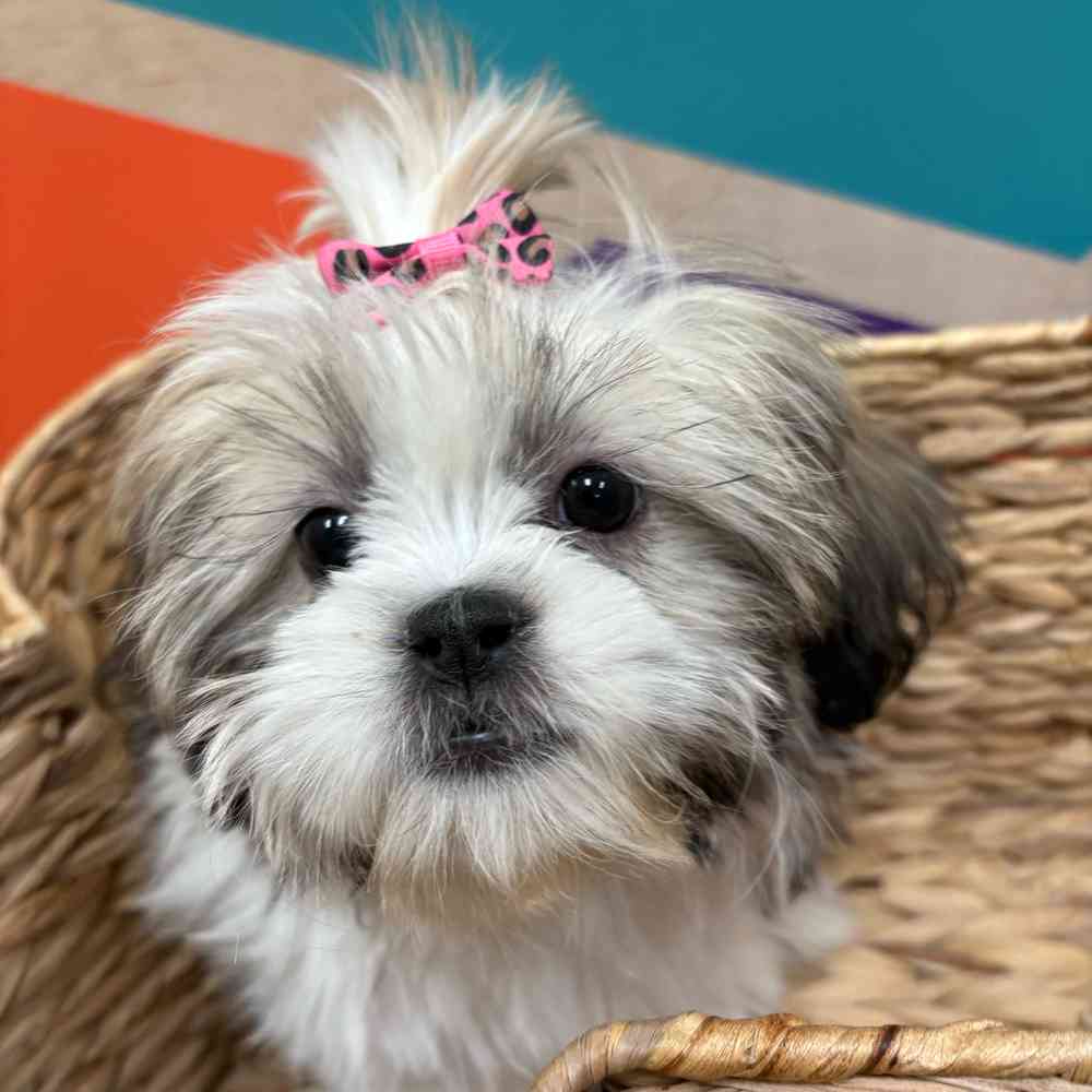 Female Shih Tzu puppy named Ginger for sale at Petland Wichita West.