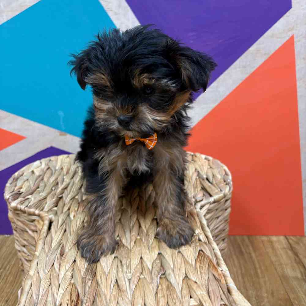Male Yorkie puppy named Eric for sale at Petland Joplin.