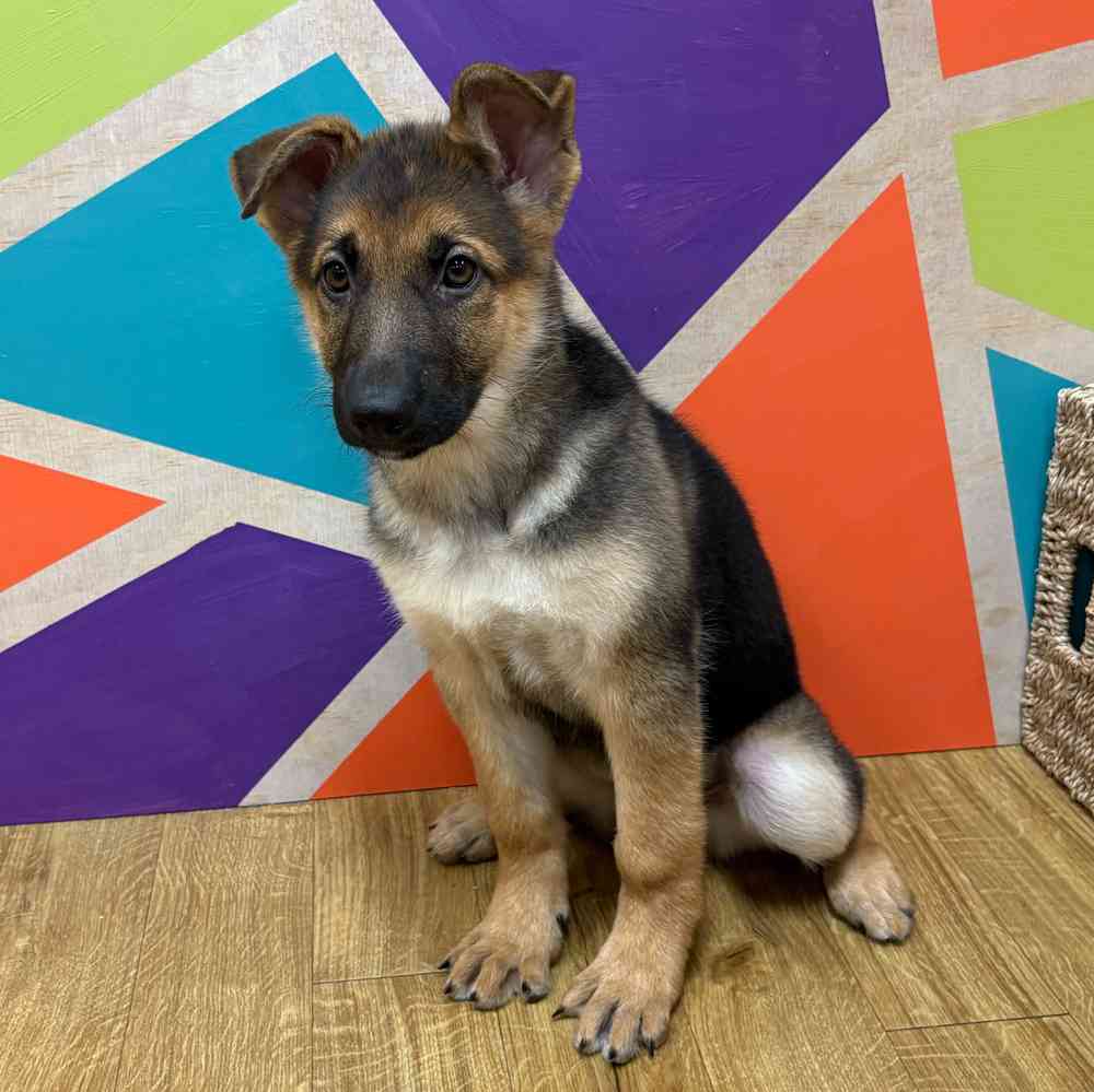 Female German Shepherd puppy named Kayda for sale at Petland Wichita West.