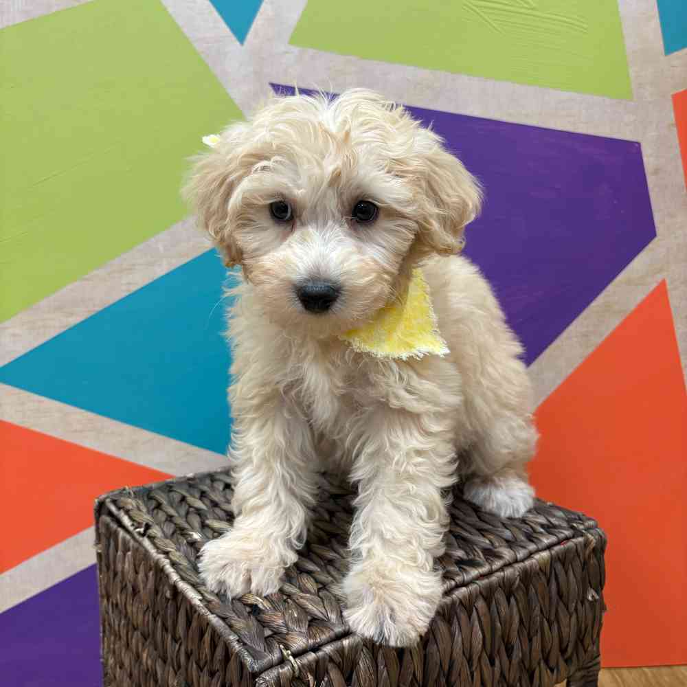 Male Bichonpoo puppy named Snowflake for sale at Petland Wichita West.