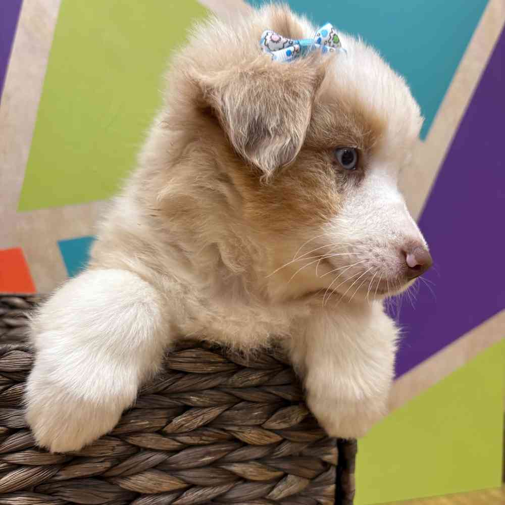 Female Mini Aussie puppy named Shiya for sale at Petland Wichita West.