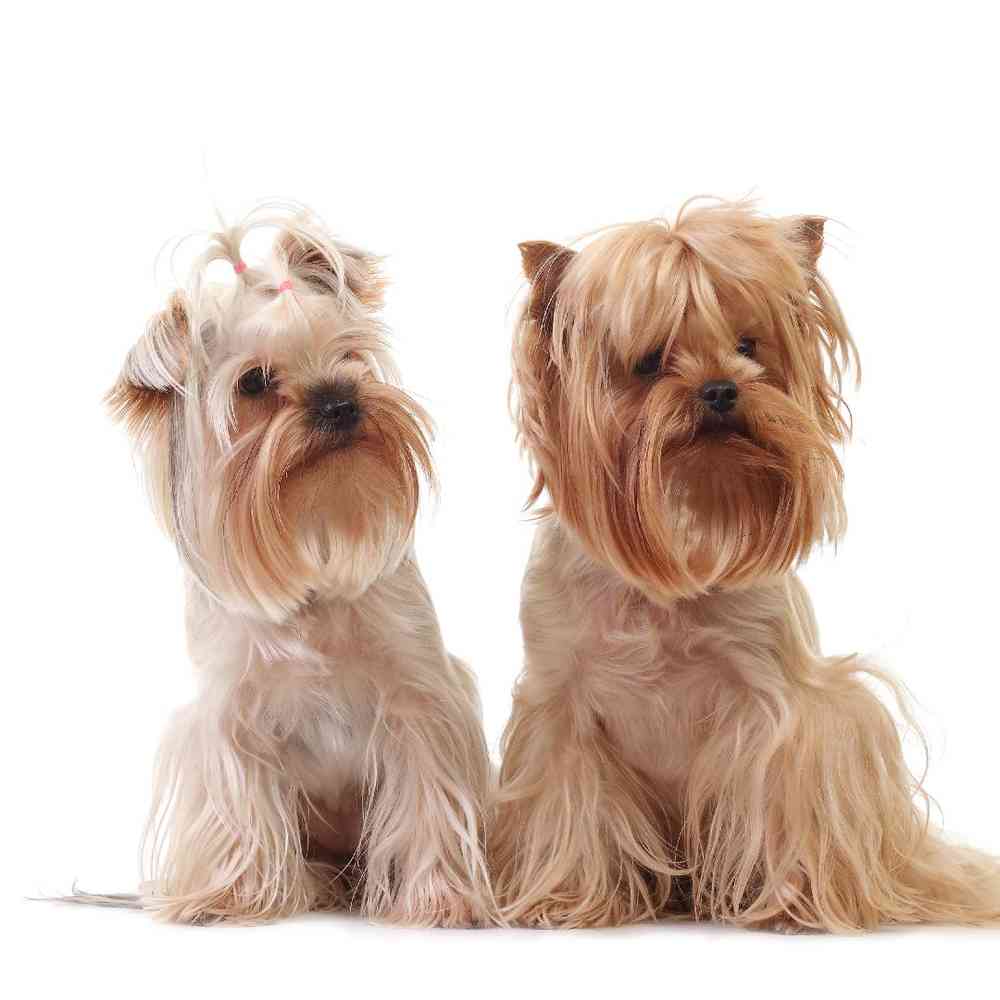 Yorkie Puppies for Sale image