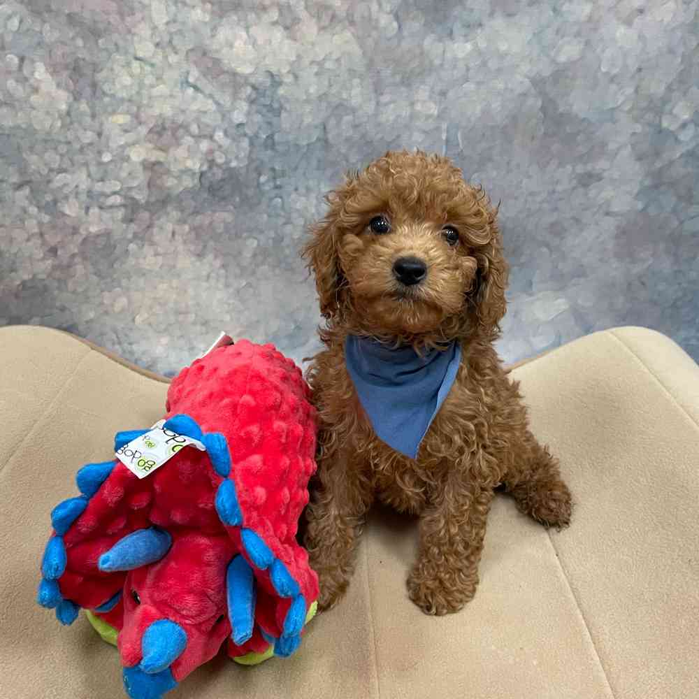 Male Mini Goldendoodle puppy named Dennis for sale at Petland Fayetteville.