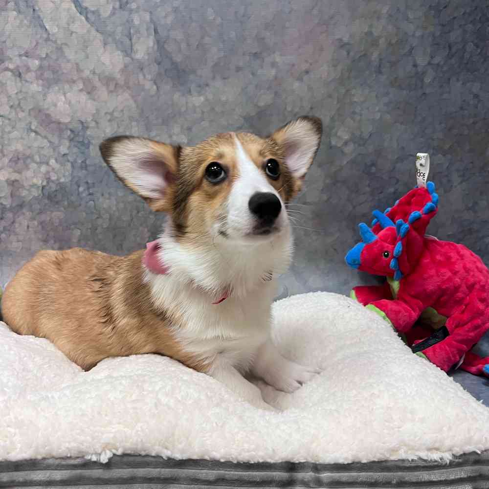 Female Pembroke Welsh Corgi puppy named Mildred for sale at Petland Wichita West.