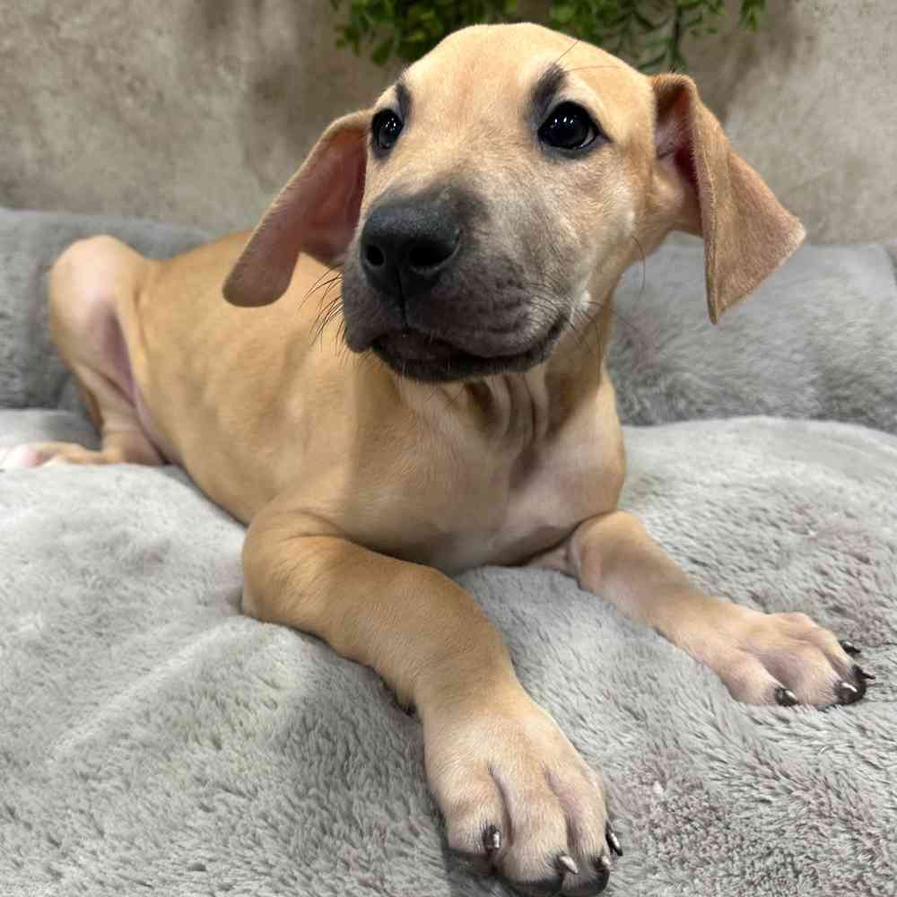 Male Great Dane puppy named Bert for sale at Petland Fayetteville.