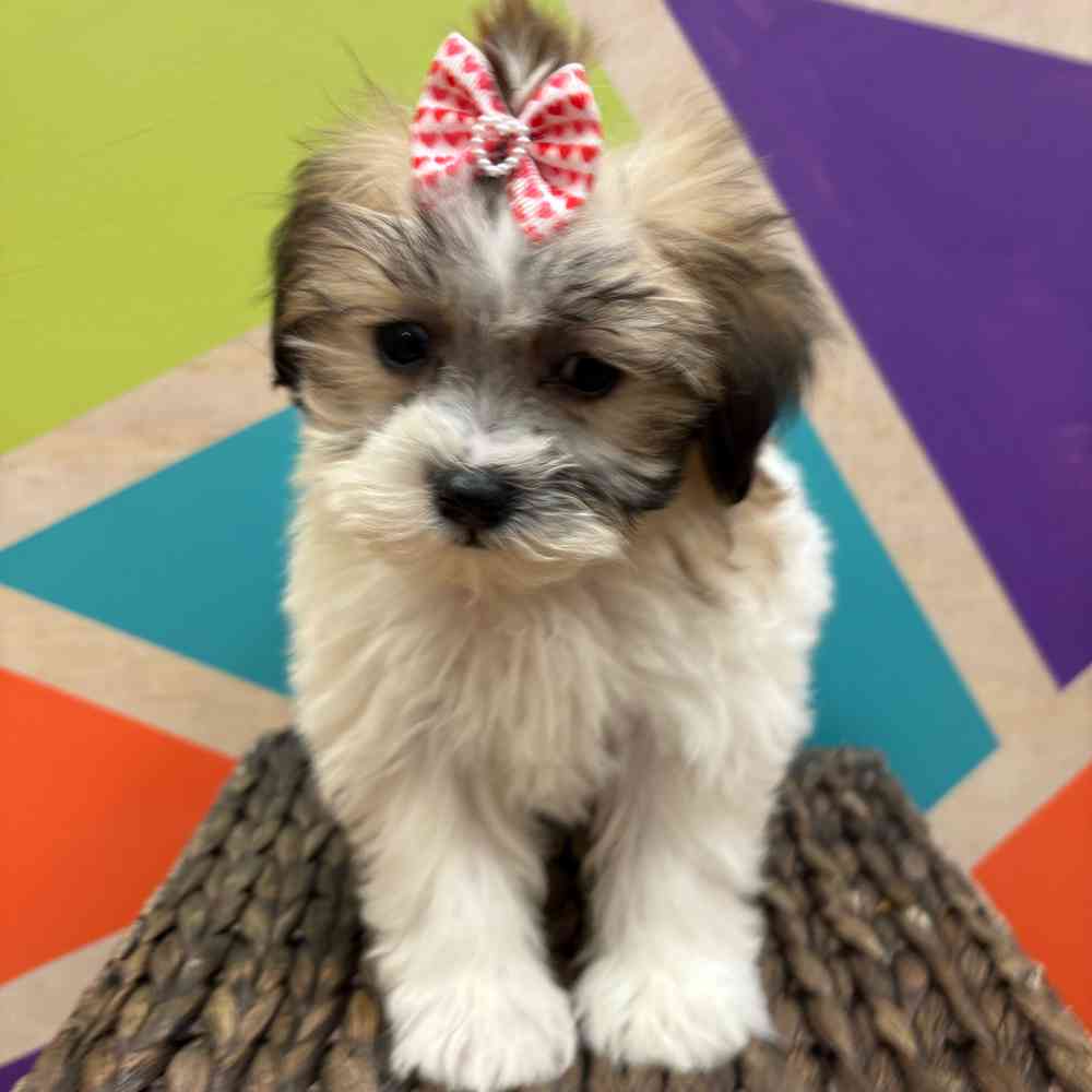 Female Teddy Bear puppy named Monica for sale at Petland Joplin.